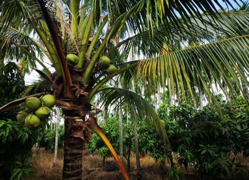 ココナッツファーム