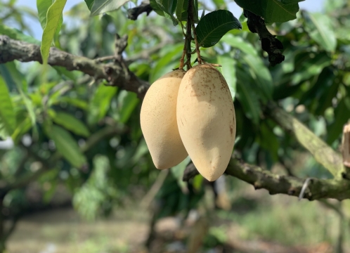 マンゴー狩り体験