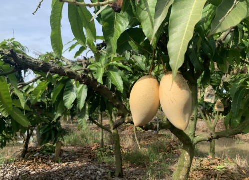 マンゴー狩り体験