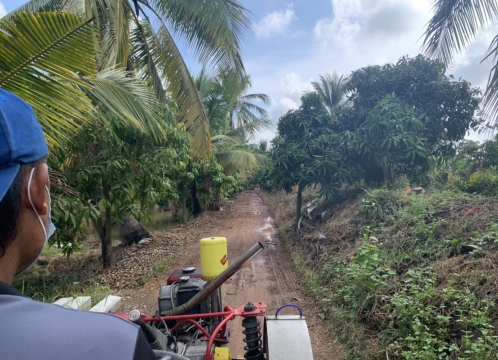 マンゴー狩り体験