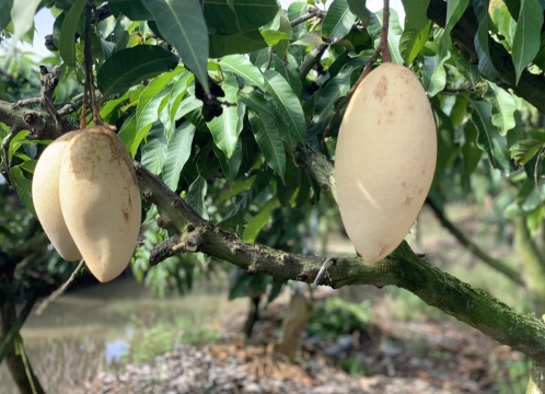 マンゴー狩り体験