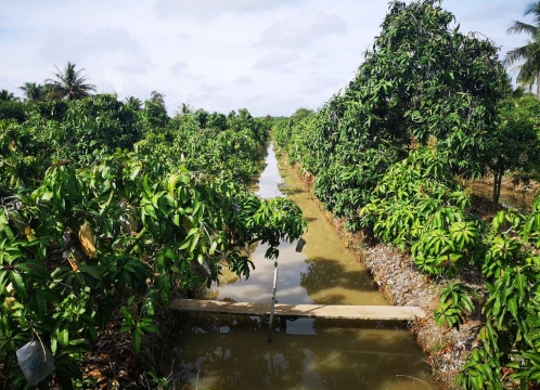 マンゴー狩り体験