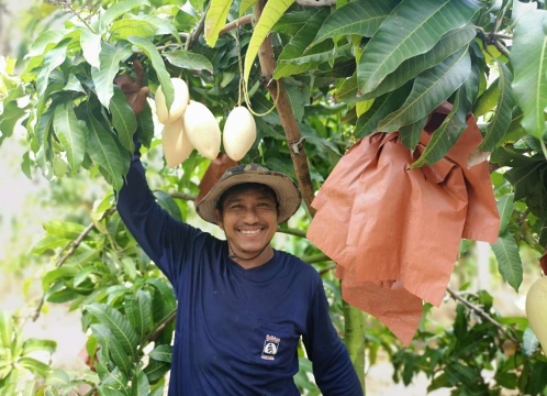 マンゴー狩り体験