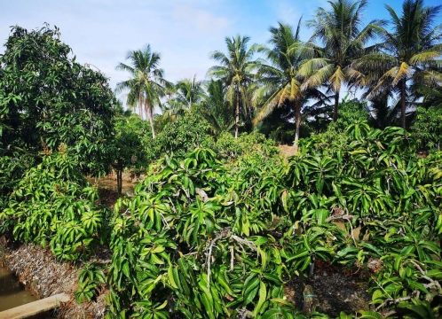 マンゴー狩り体験