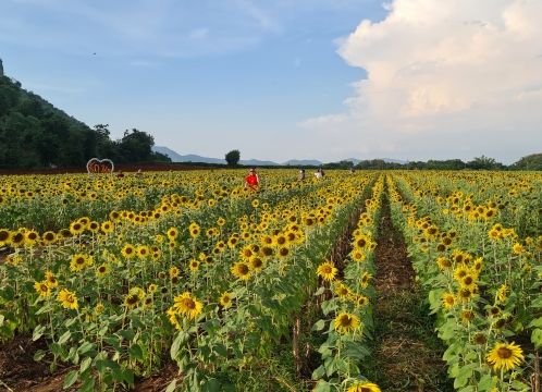 ひまわり畑