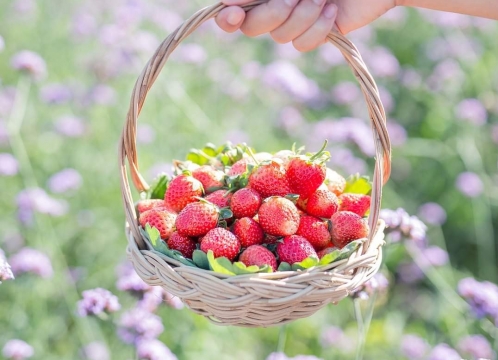 カオヤイでいちご狩り体験