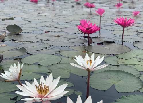 タレーブアデーン（赤い睡蓮の海）