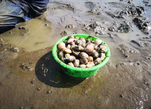 潮干狩り体験