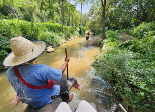 本格象乗り体験