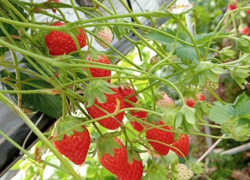 カオヤイでいちご狩り体験
