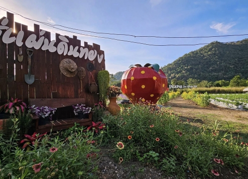 カオヤイでいちご狩り体験