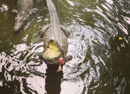 ミト観光＿ワニに餌やり体験