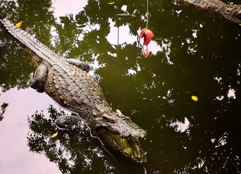 ミト観光＿ワニに餌やり体験