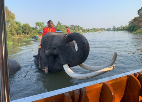 アユタヤ_象と触れ合い体験