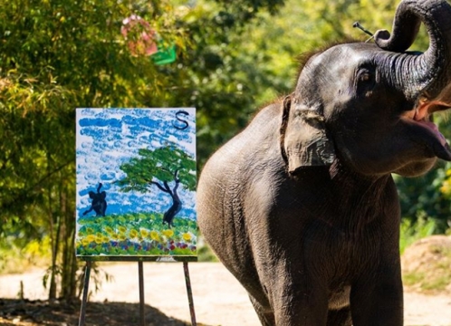 本格象乗り体験