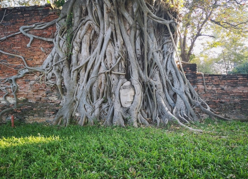 ワットマハタート