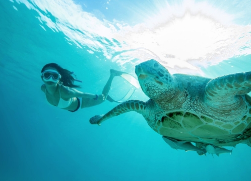 ウミガメシュノーケリング