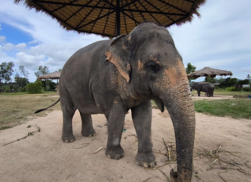 エレファントジャングルサンクチュアリ