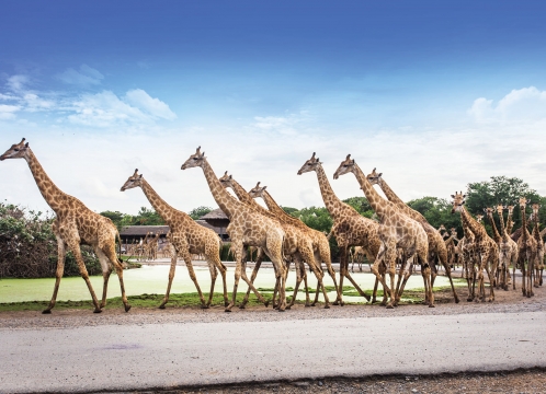 サファリワールド&マリンパーク