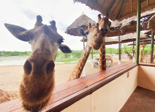 サファリワールド&マリンパーク