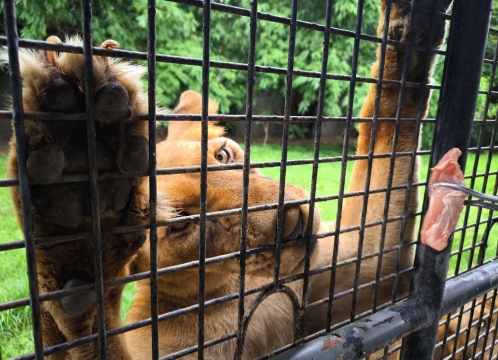 ライオン餌やり体験