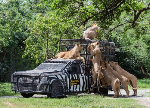 ライオン餌やり体験