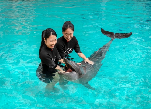 ドルフィンアイランド