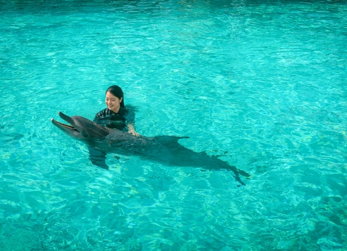 ドルフィンアイランド