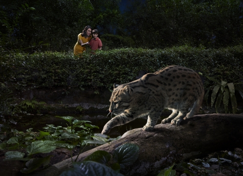 ナイトサファリ