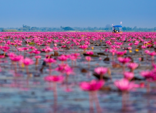 タレーブアデーン（赤い睡蓮の海）