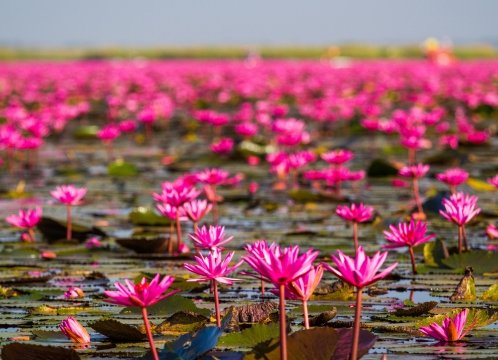 タレーブアデーン（赤い睡蓮の海）