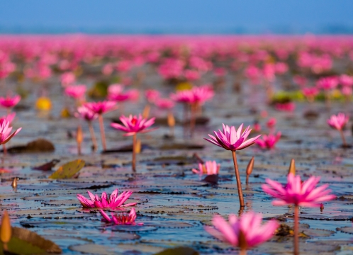 タレーブアデーン（赤い睡蓮の海）