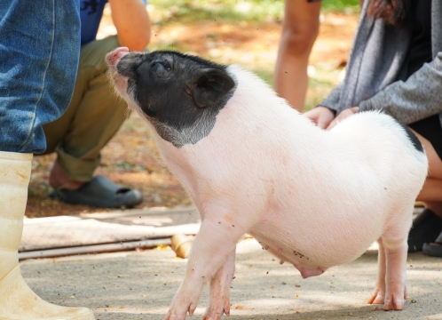 チョクチャイファーム