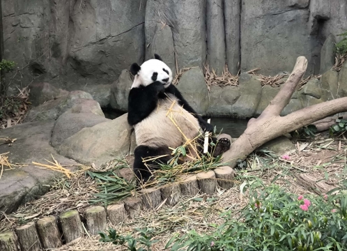 シンガポール人気なパンダ