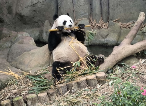 リバーワンダー_ジャイアントパンダ