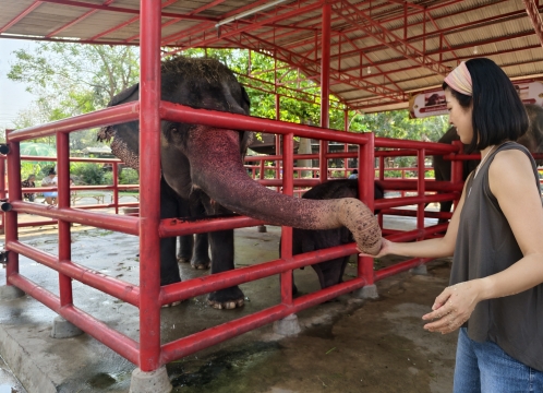 象乗り体験_お世話体験ツアー