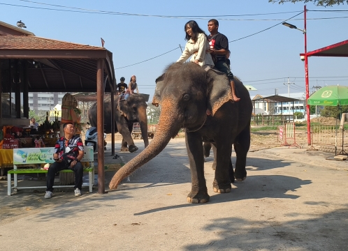 象乗り体験_お世話体験ツアー