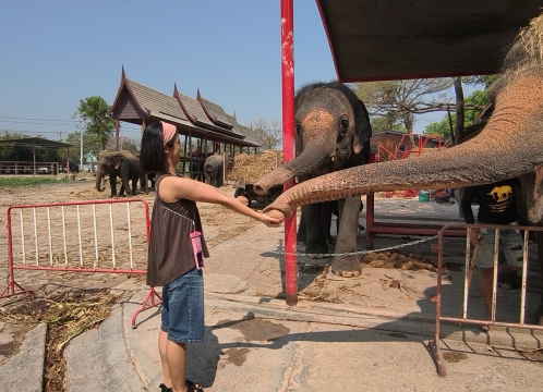 象乗り体験_お世話体験ツアー