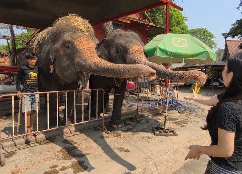 象乗り体験_お世話体験ツアー