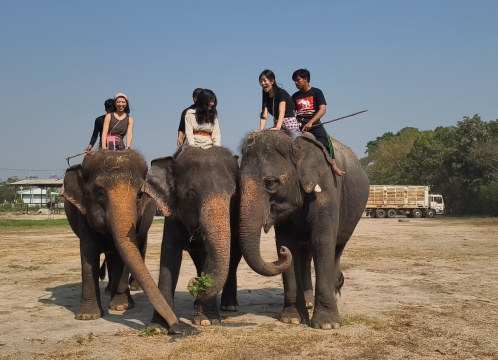 象乗り体験_お世話体験ツアー