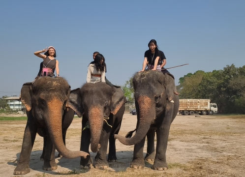 象乗り体験_お世話体験ツアー