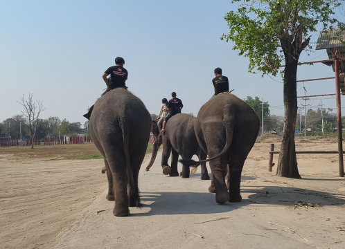 象乗り体験_お世話体験ツアー