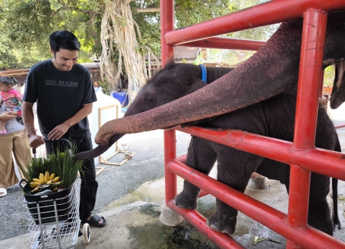 象乗り体験_お世話体験ツアー
