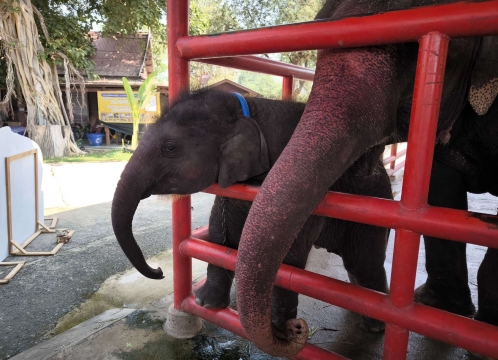 象乗り体験_お世話体験ツアー