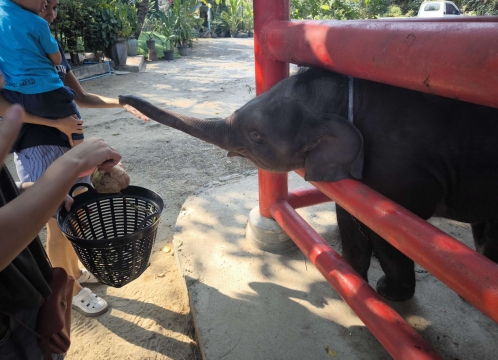 象乗り体験_お世話体験ツアー