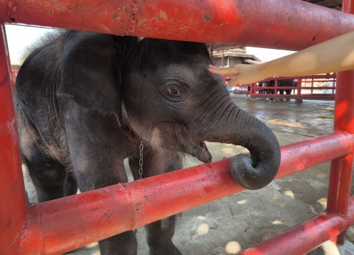 象乗り体験_お世話体験ツアー