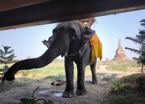 象さんが遊びに来るカフェ