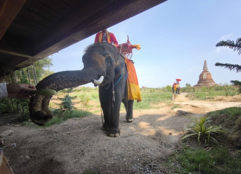 象さんが遊びに来るカフェ