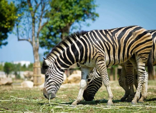 ヴィンワンダーズナムホイアン