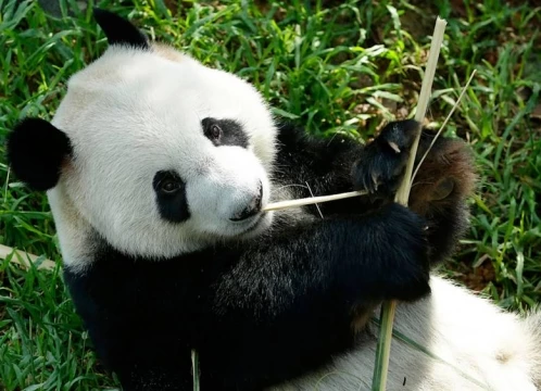 午後からゆっくり出発♪ リバーワンダーでパンダに会いに行こう+大人気！夜の動物園『ナイトサファリ』